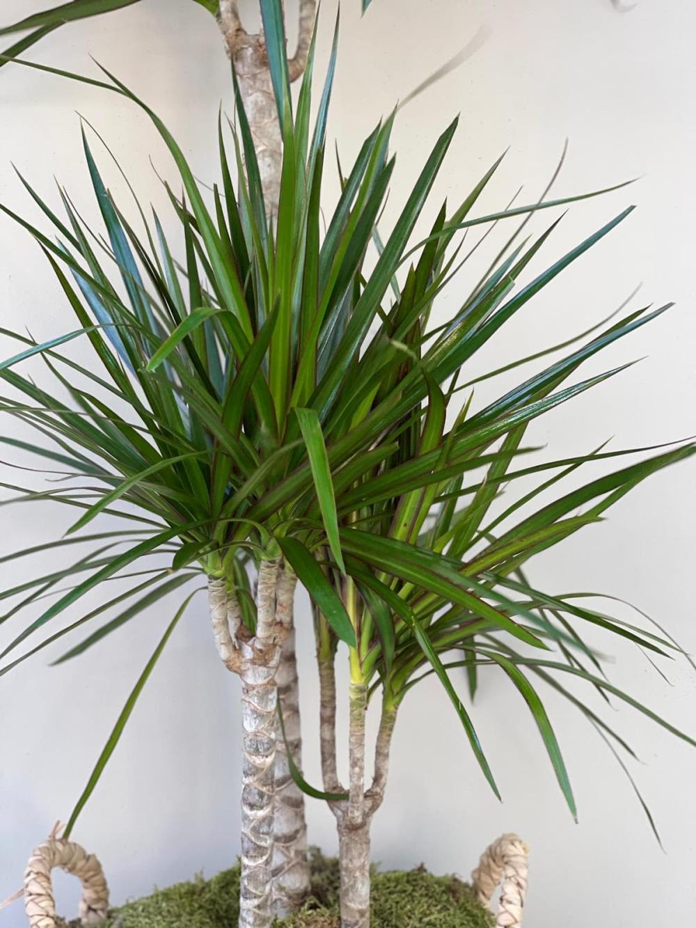 Dracena Marginata 3 Gövde 